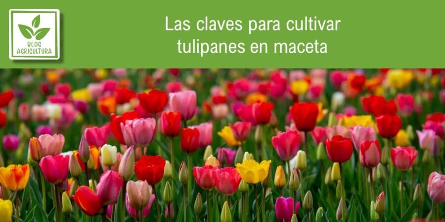 Las Claves Para Cultivar Tulipanes En Maceta