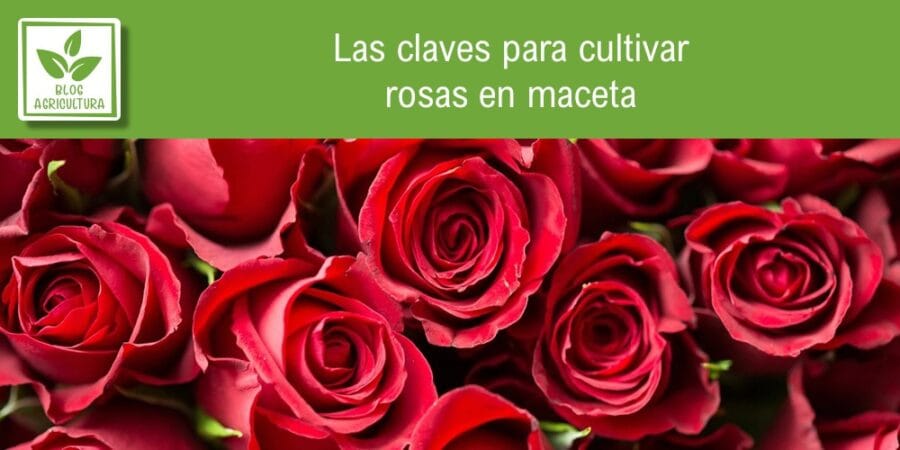 Las Claves Para Cultivar Rosas En Maceta