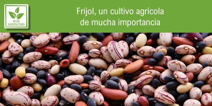 Frijol un cultivo agrícola de mucha importancia