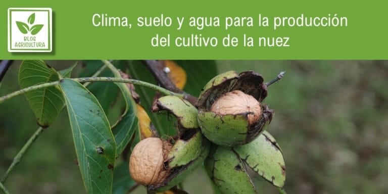 Clima suelo y agua para la producción del cultivo de la nuez