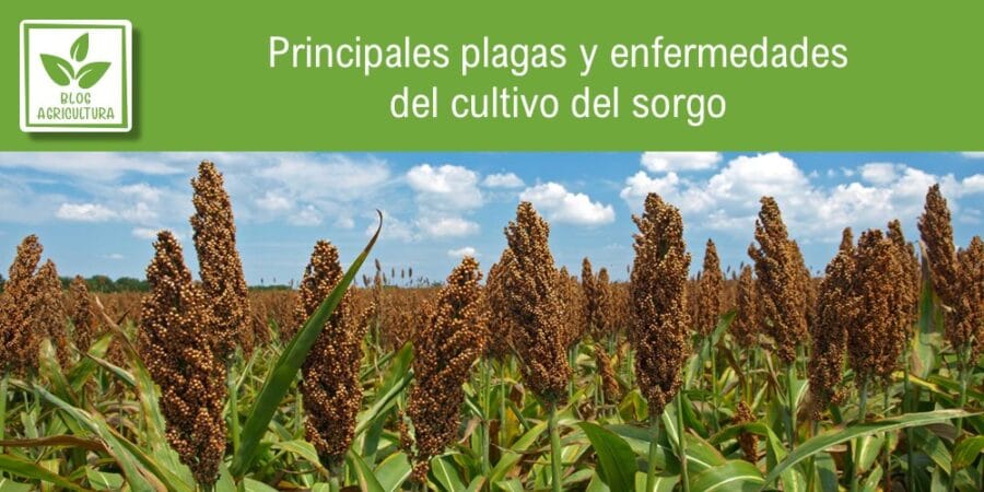 Principales Plagas Y Enfermedades Del Cultivo Del Sorgo