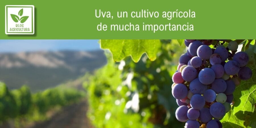 Uva un cultivo agrícola de mucha importancia