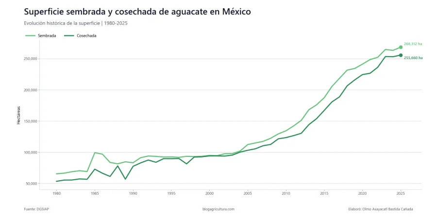 02 aguacate superficie sembrada cosechada mexico 1980