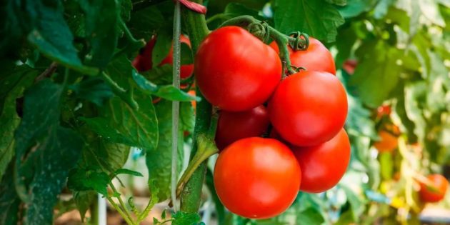 Estadísticas de tomate