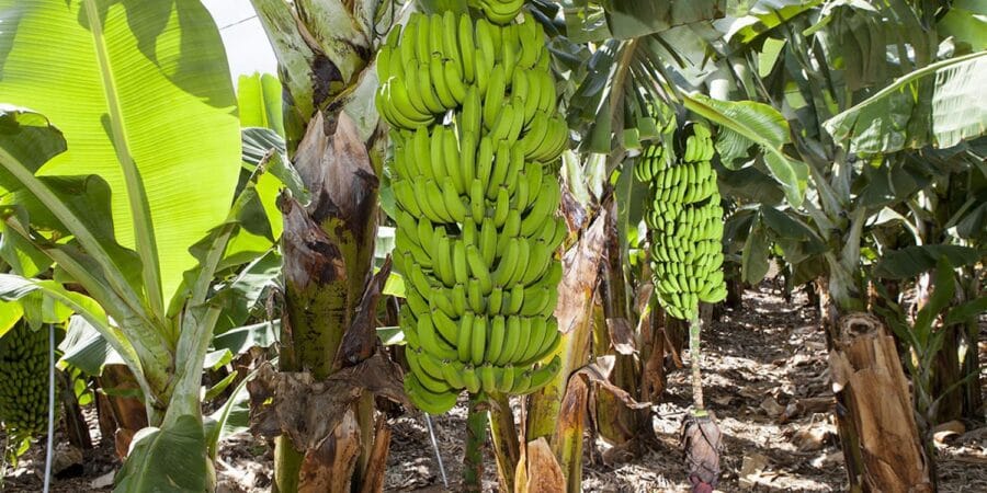 Estadísticas mundiales de producción de plátano