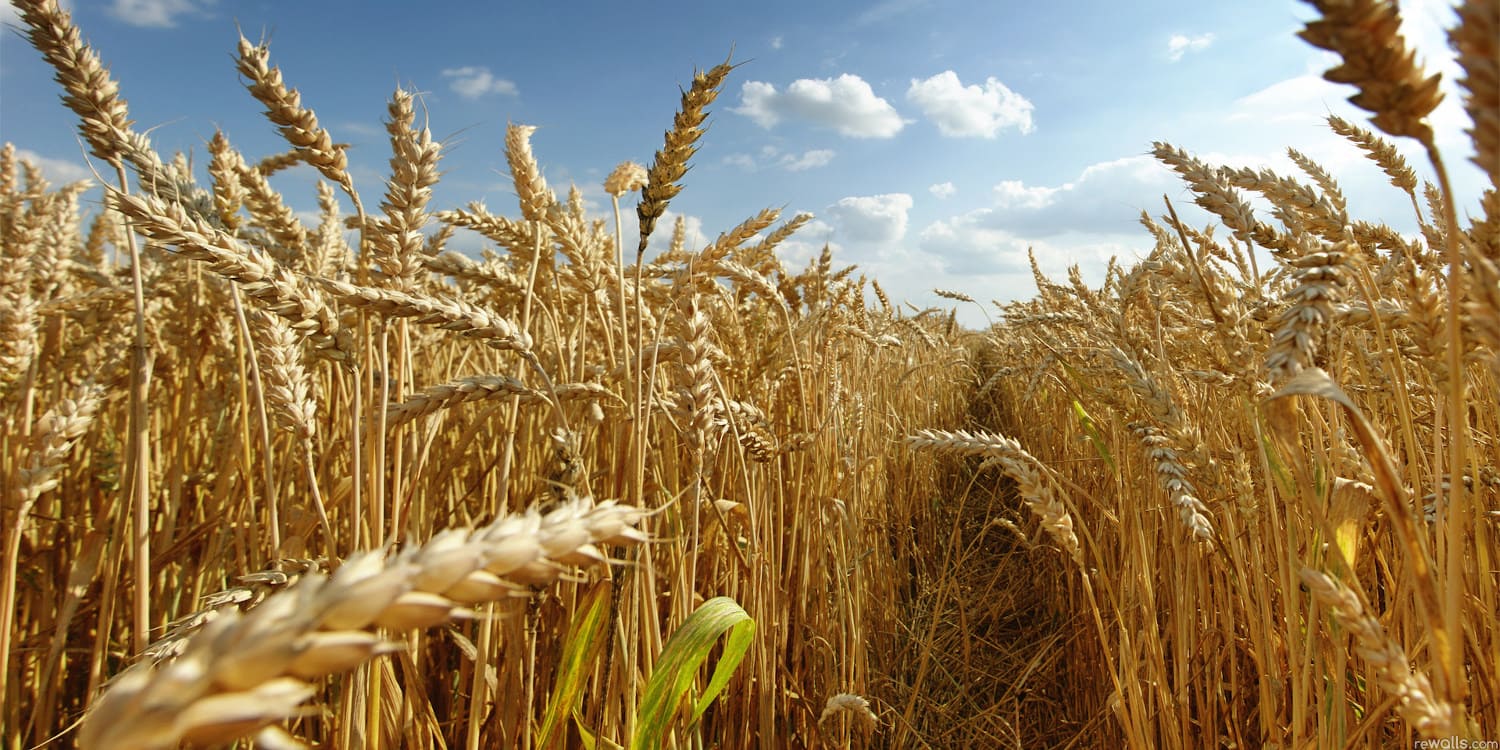 Estadísticas mundiales de producción de trigo