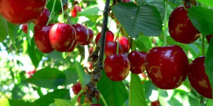 Estadísticas de cereza