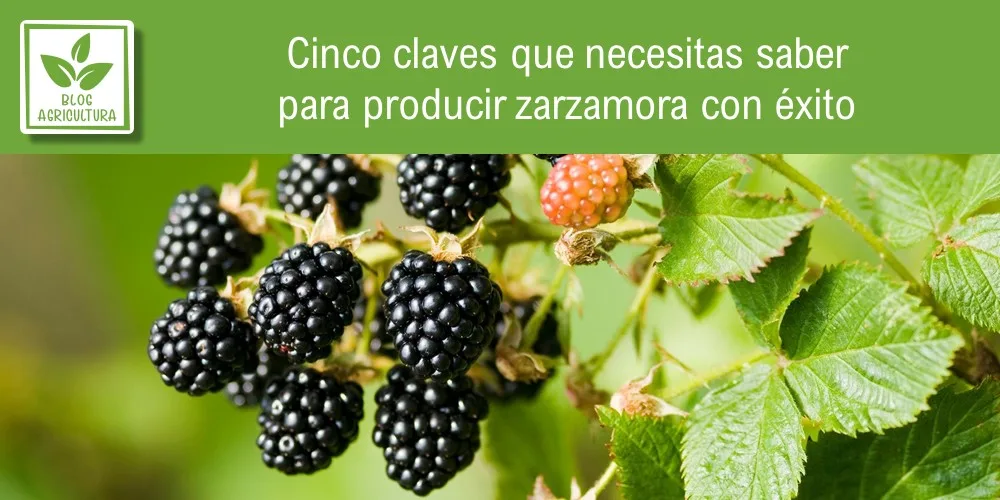 Portada del artículo sobre claves para producir zarzamora