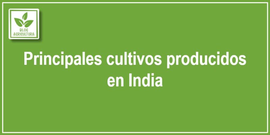 Principales cultivos producidos en India