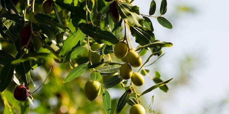 Estadísticas de aceituna