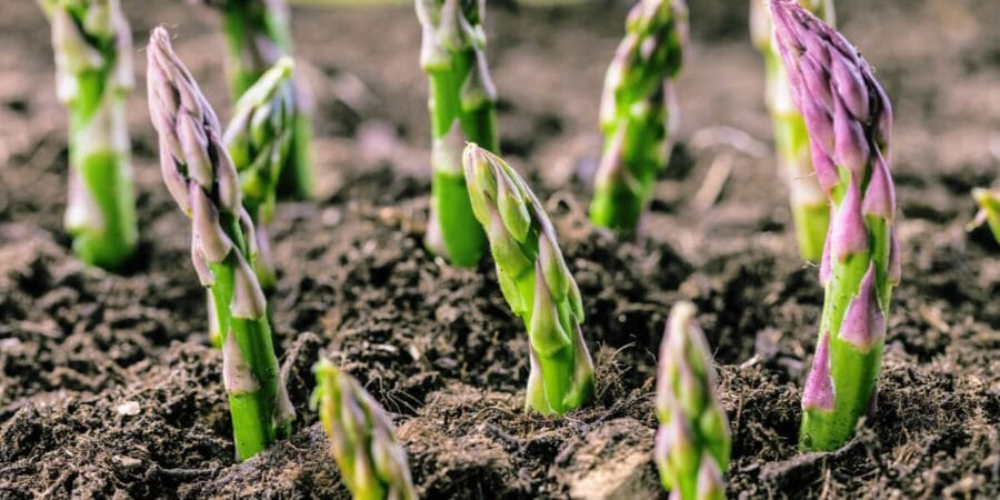 Estadísticas mundiales de producción de espárrago