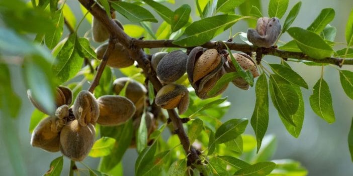 Estadísticas de almendra
