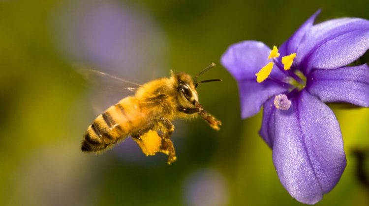 Abeja polinizando una flor