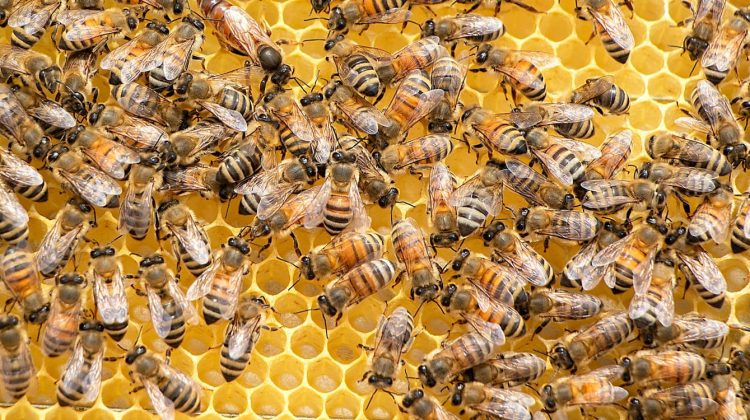 Colonia de abejas