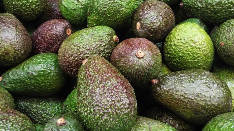 Aguacates cosechados