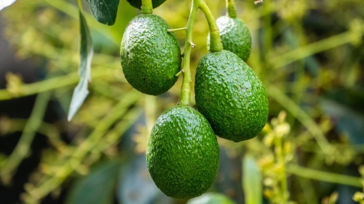 Aguacates