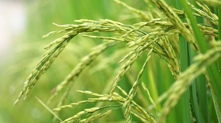 Planta de arroz