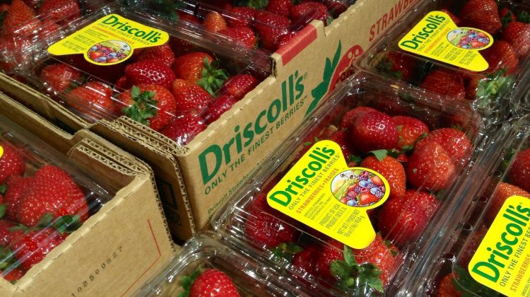 Fresas de Driscoll's México