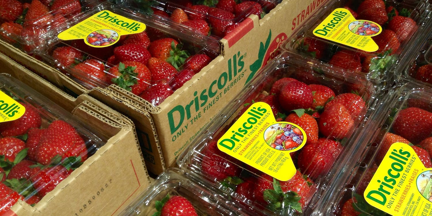 Fresas de Driscoll's México