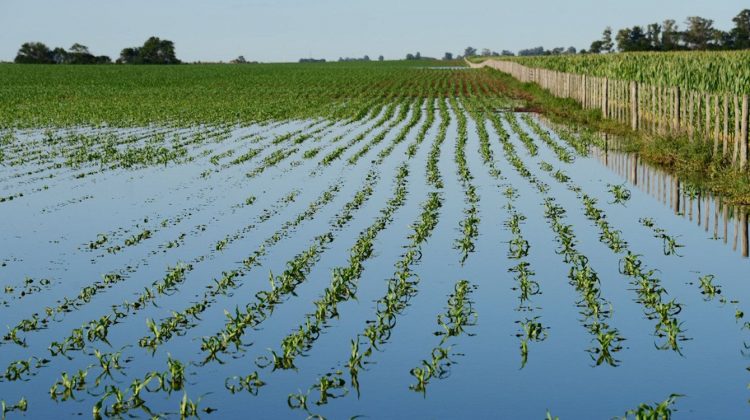Exceso de agua en maíz