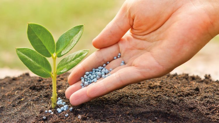 Fertilizar adecuadamente
