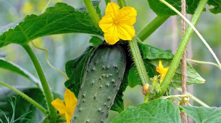 Flores de pepino