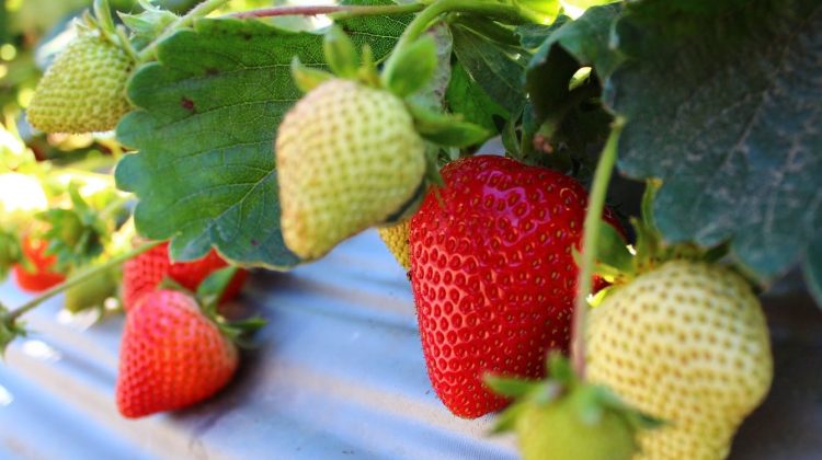 Cultivo de fresa