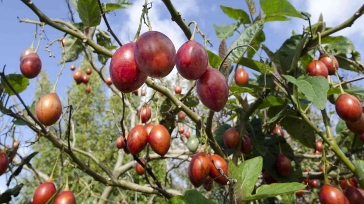 Frutos de tamarillo