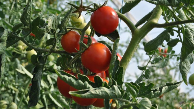 Frutos de tomate