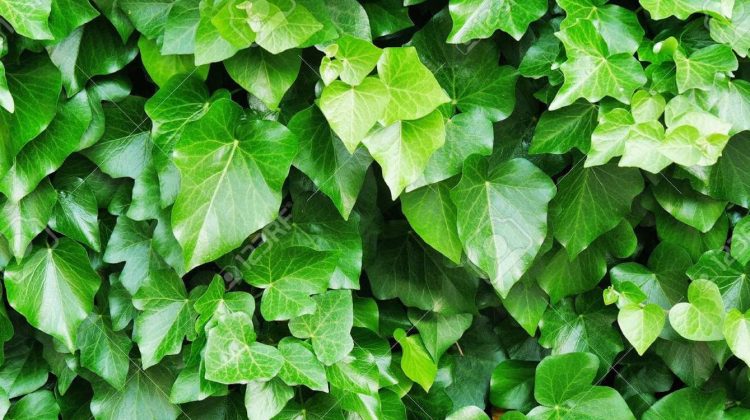 Planta de Hedera helix