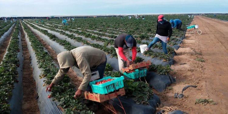 Jornaleros agrícolas cosechando fresas
