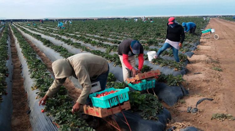 Jornaleros agrícolas cosechando fresas