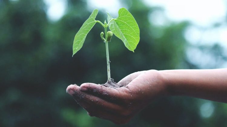 Planta pequeña