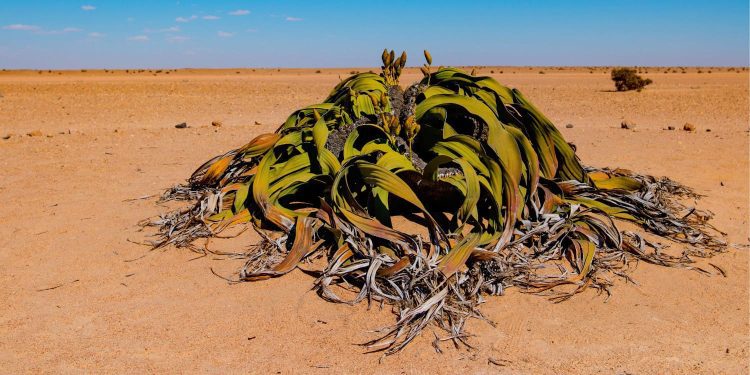 Plantas del género Welwitschia