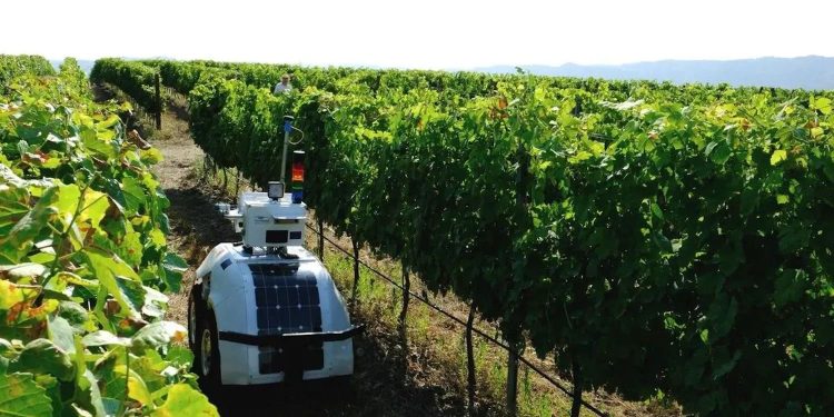 Robot agrícola Vinescout