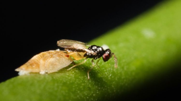 Avispa parasitoide Tamarixia radiata