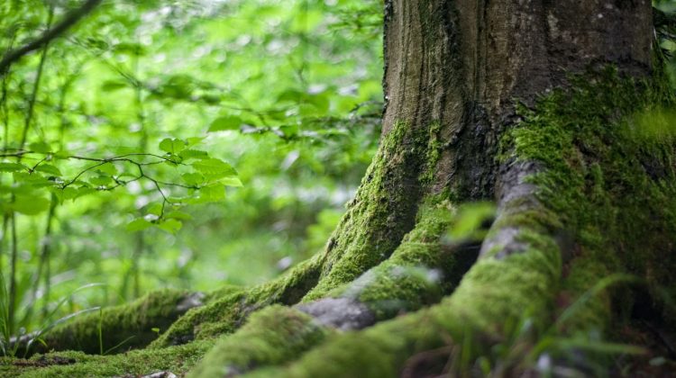 Árbol en un bosque