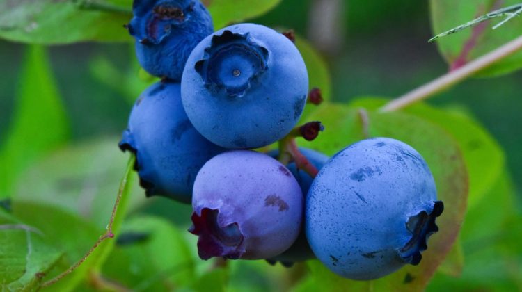 Blueberry
