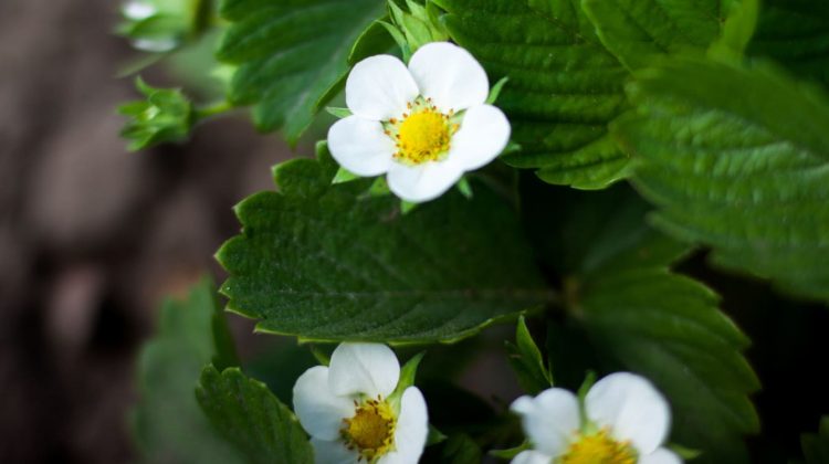 Flores de fresa
