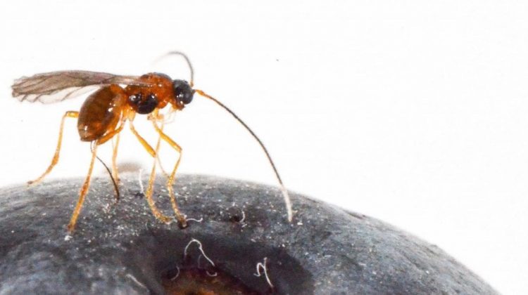 Avispa parasitoide Ganaspis brasiliensis