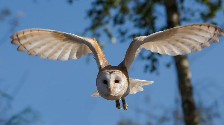 Lechuza volando