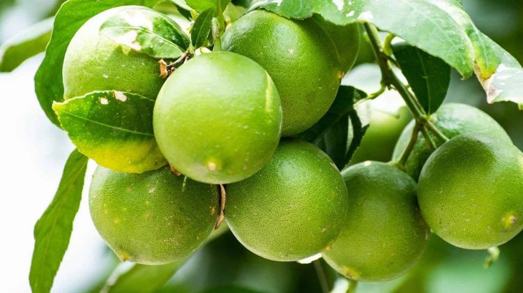 Limón persa