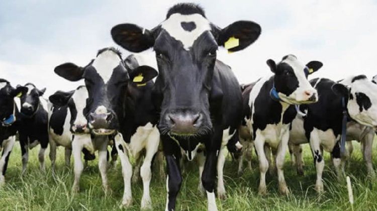 Vacas