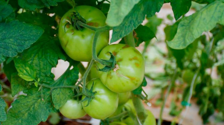 Virus rugoso del tomate