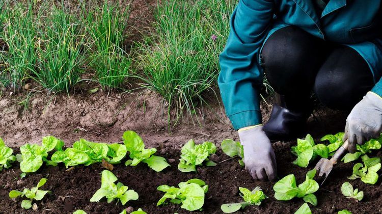 Agricultura ecológica