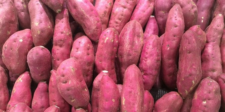 Estadísticas de camote