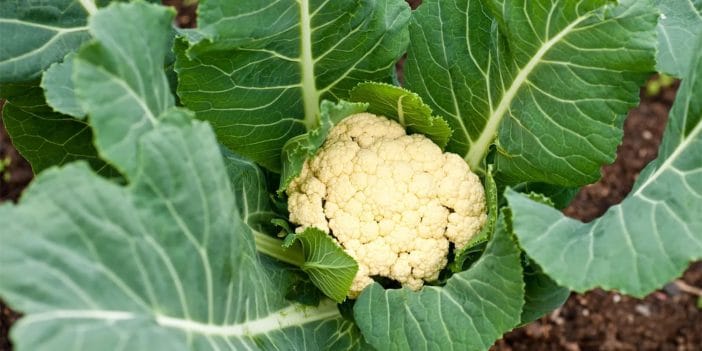 Estadísticas de coliflor