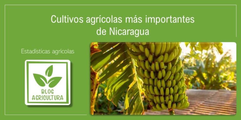 Cultivos Agrícolas Más Importantes De Nicaragua 0164