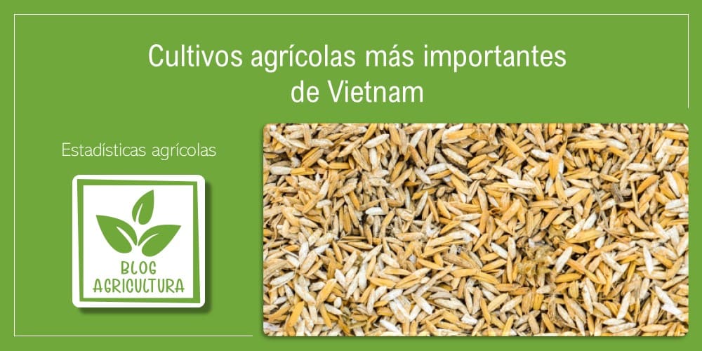 Cultivos agrícolas más importantes de Vietnam