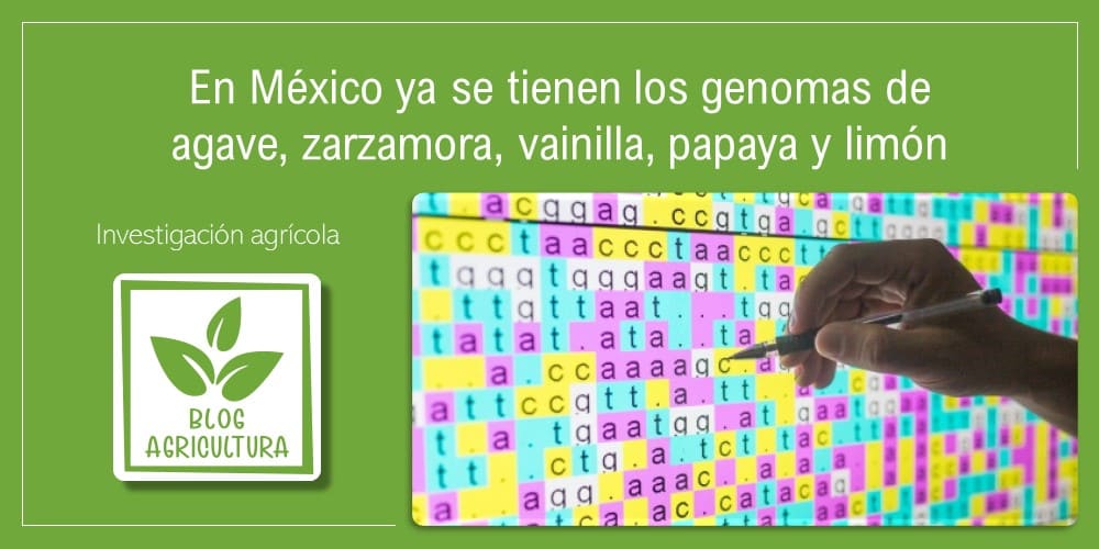 En México ya se tienen los genomas de agave, zarzamora, vainilla, papaya y limón